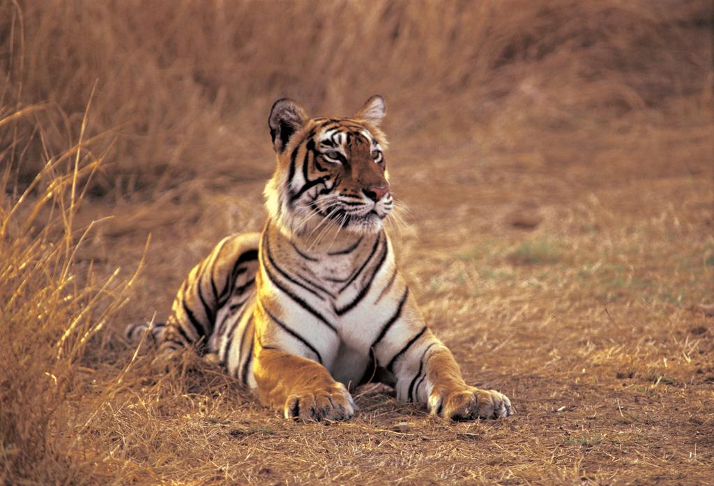 Welcome to Ranthambore National Park